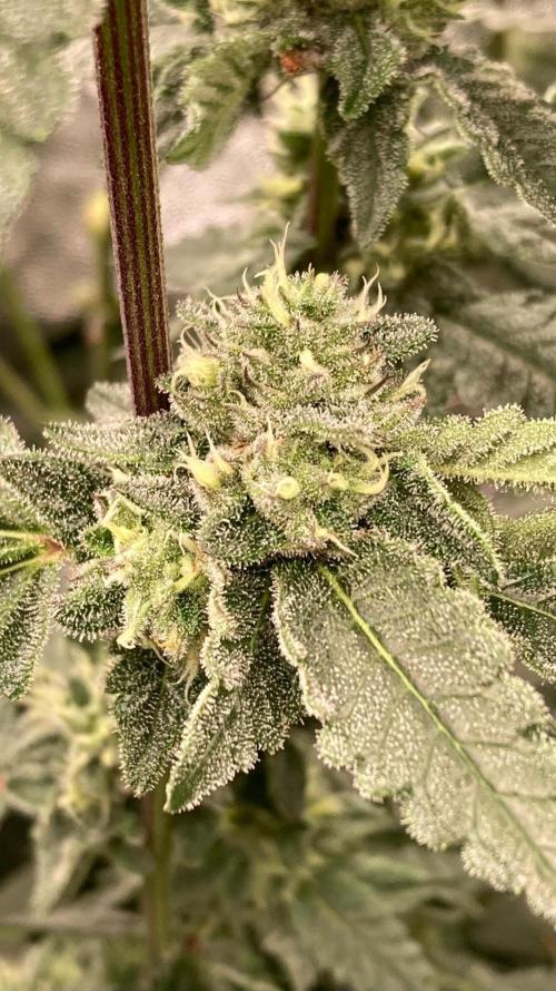 Rainbow Marker #4 (LIT Farms). Week 6