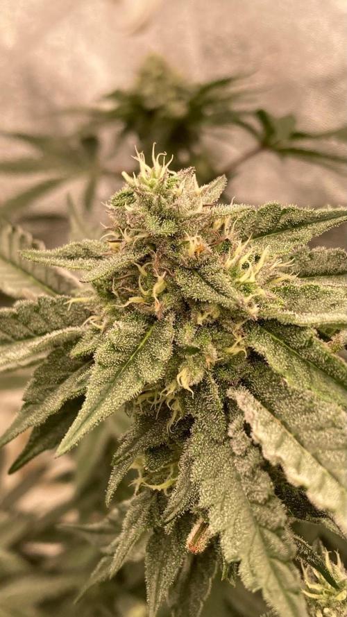 Rainbow Marker #4 (LIT Farms). Week 6