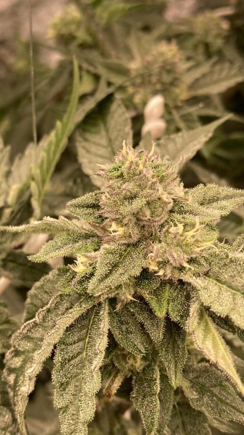 Rainbow Marker #4 (LIT Farms). Week 6