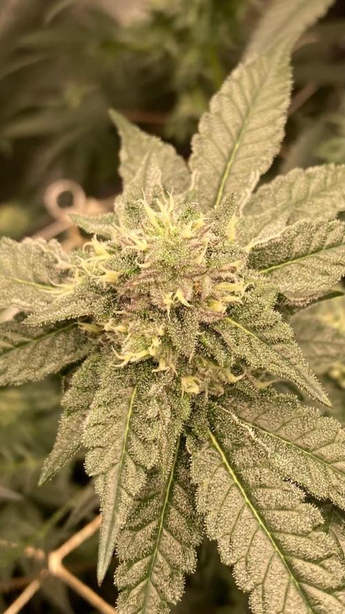 Rainbow Marker #4 (LIT Farms). Week 6