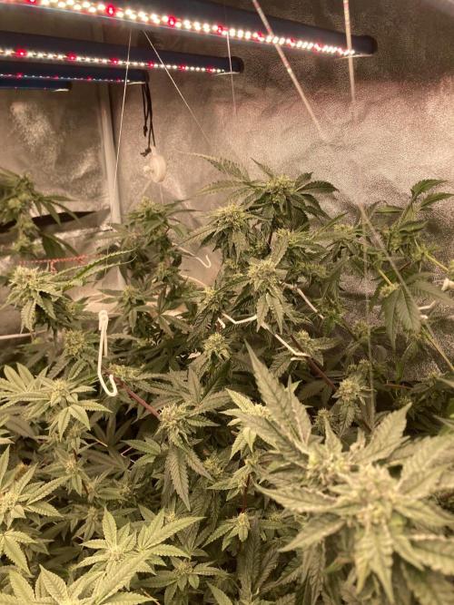 Rainbow Marker #4 (LIT Farms). Week 6