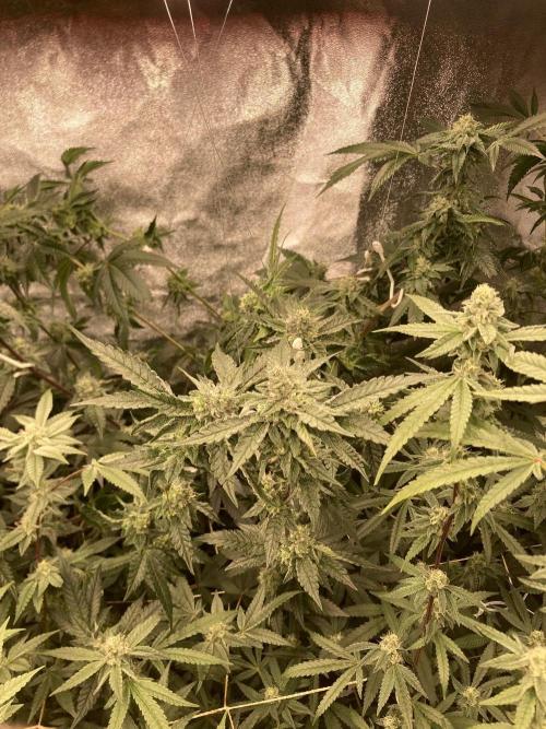 Rainbow Marker #4 (LIT Farms). Week 6