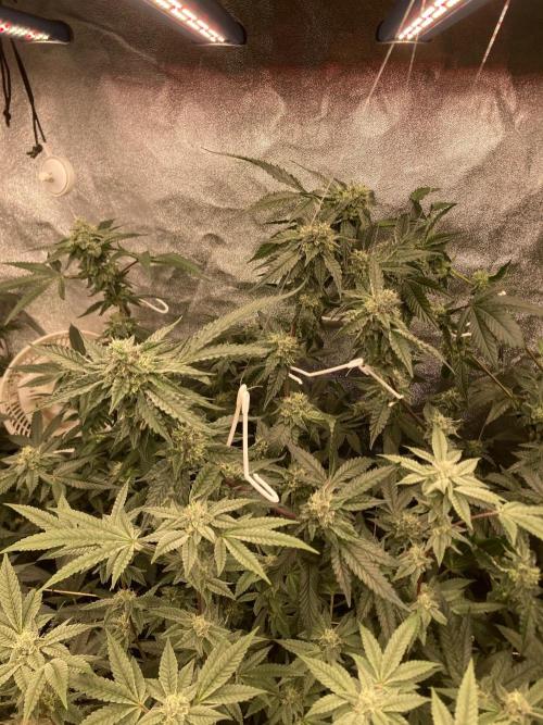 Rainbow Marker #4 (LIT Farms). Week 6