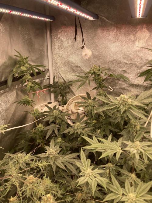Rainbow Marker #4 (LIT Farms). Week 6