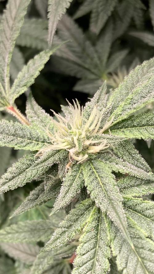 Rainbow Marker #6 (LIT Farms). Week 6