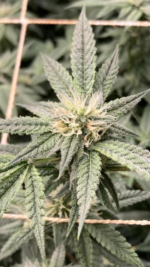 Rainbow Marker #6 (LIT Farms). Week 6