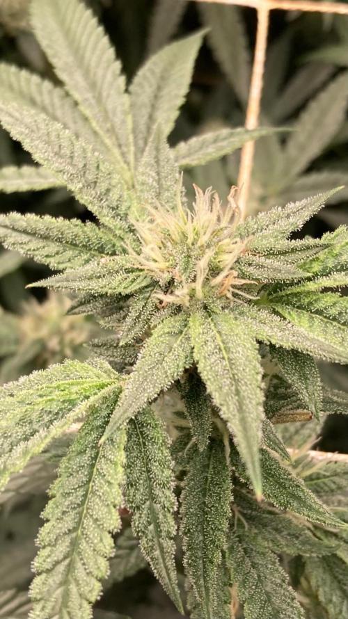 Rainbow Marker #6 (LIT Farms). Week 6