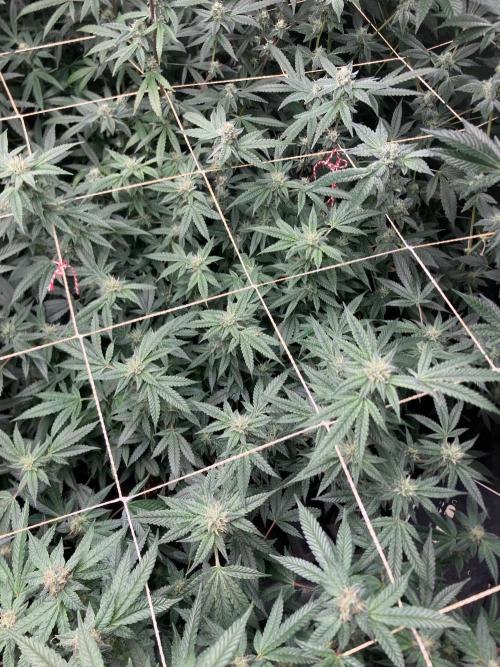Rainbow Marker #6 (LIT Farms). Week 6