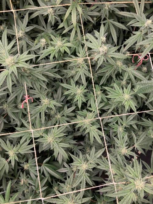 Rainbow Marker #6 (LIT Farms). Week 6