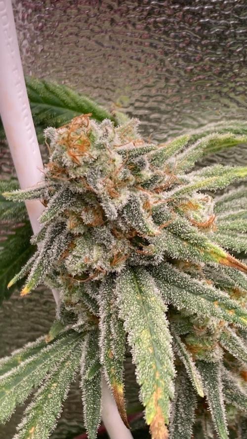 White Rhino (Green House Seeds). Week 24