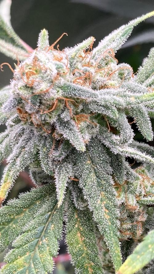 White Rhino (Green House Seeds). Week 24