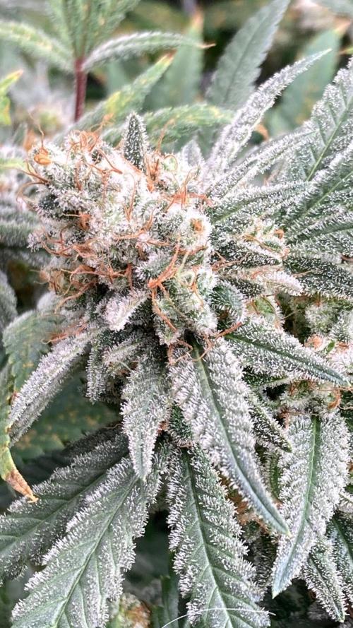 White Rhino (Green House Seeds). Week 24