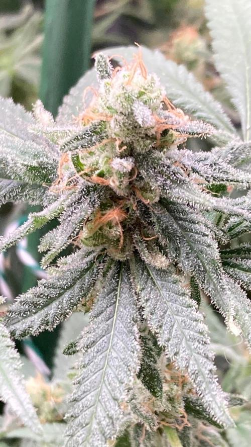 White Rhino (Green House Seeds). Week 24