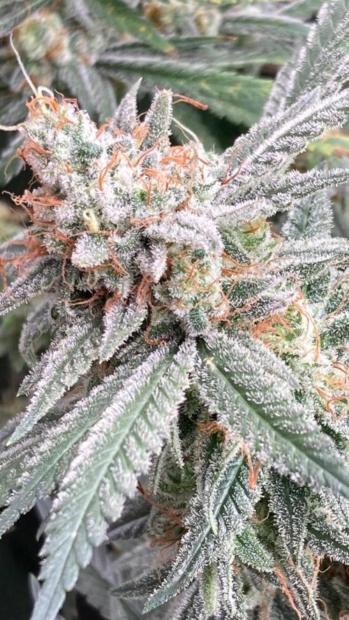 White Rhino (Green House Seeds). Week 24