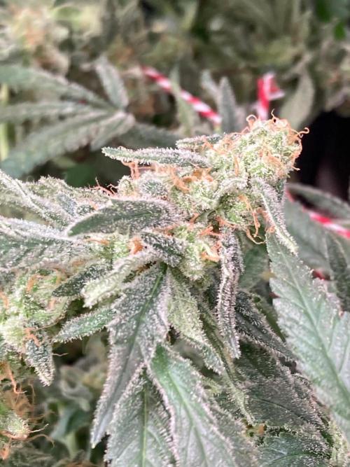 White Rhino (Green House Seeds). Week 24