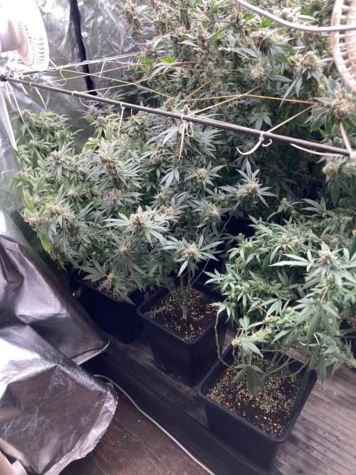 White Rhino (Green House Seeds). Week 24