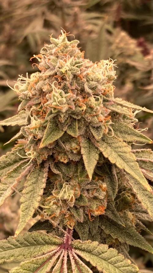 Windu (Wizard Trees). Week 24