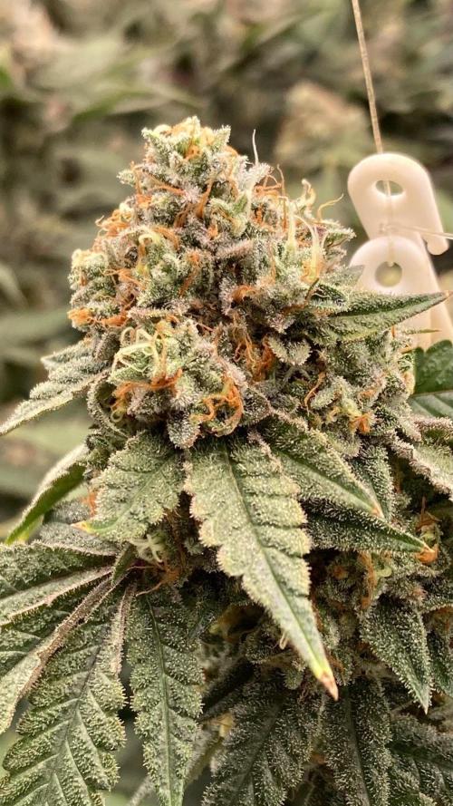 Windu (Wizard Trees). Week 24