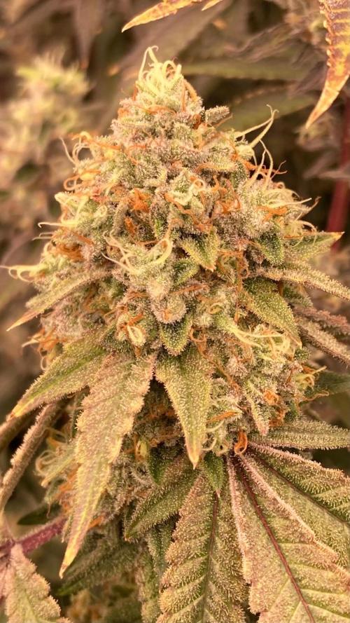 Windu (Wizard Trees). Week 24