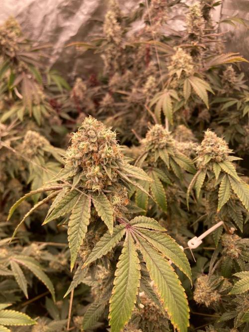 Windu (Wizard Trees). Week 24