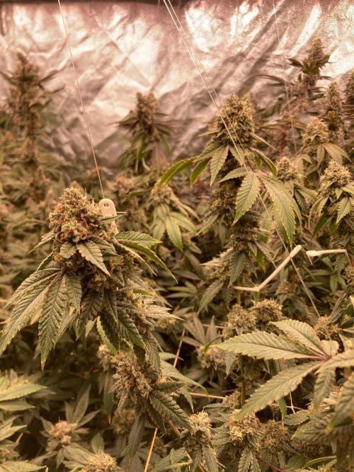 Windu (Wizard Trees). Week 24