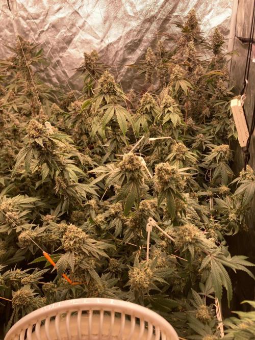 Windu (Wizard Trees). Week 24