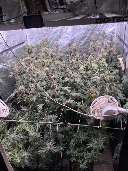 Windu (Wizard Trees). Week 24