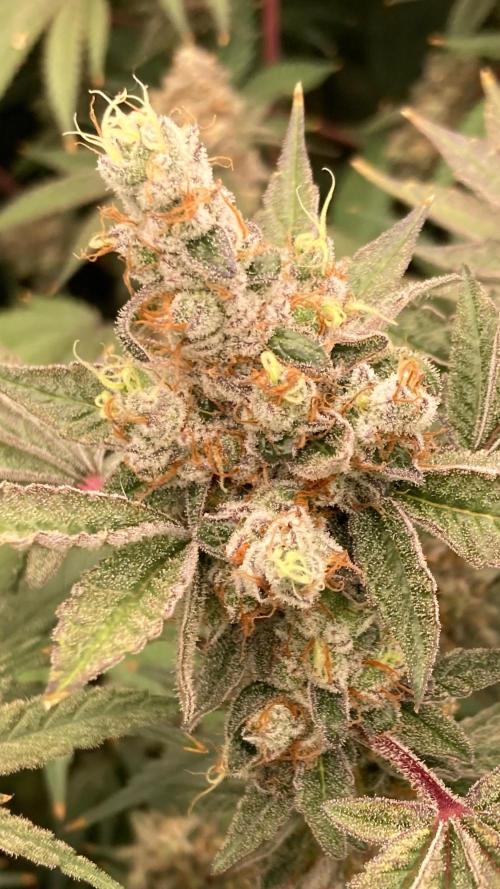 Jelly Breath S1 (In House Genetics). Week 24