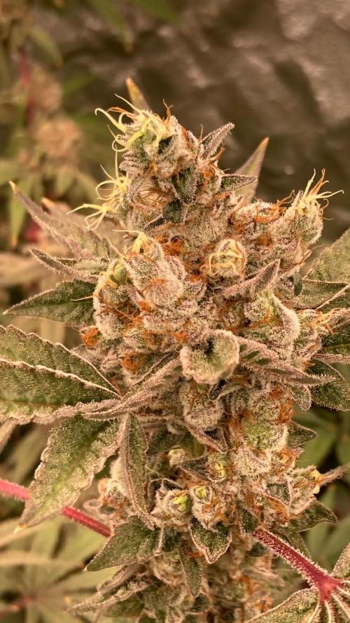 Jelly Breath S1 (In House Genetics). Week 24