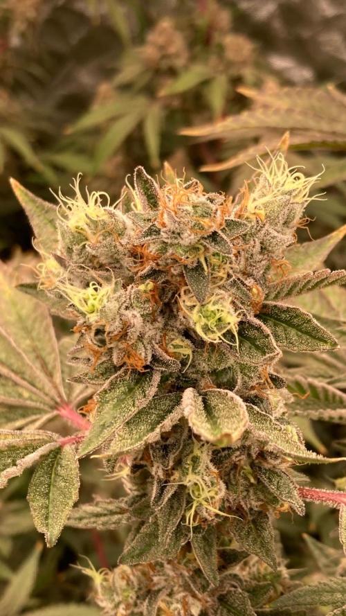 Jelly Breath S1 (In House Genetics). Week 24