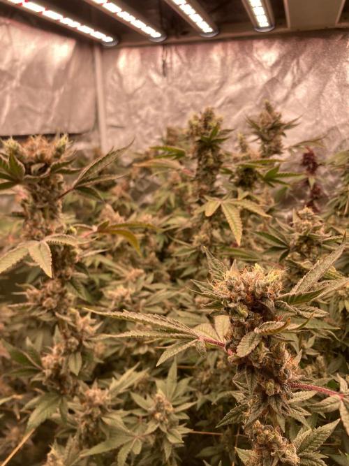 Jelly Breath S1 (In House Genetics). Week 24