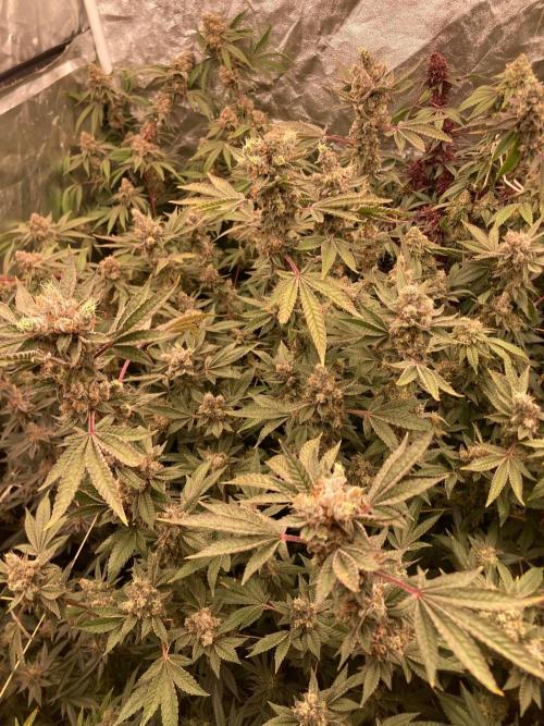 Jelly Breath S1 (In House Genetics). Week 24