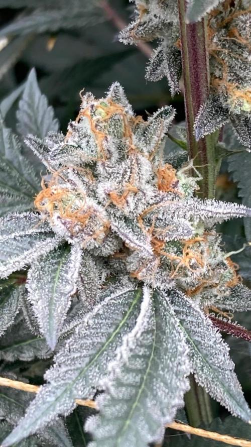 Atomic Jelly#2 (In House Genetics). Week 10