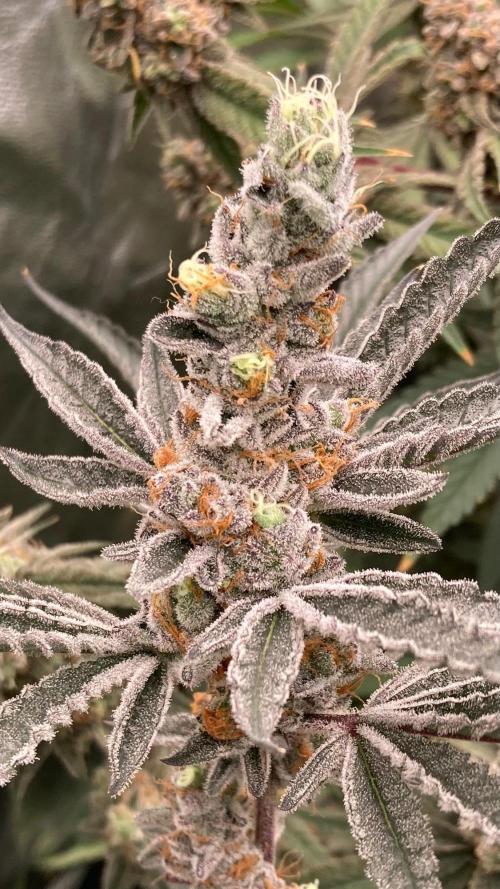 Atomic Jelly#2 (In House Genetics). Week 10