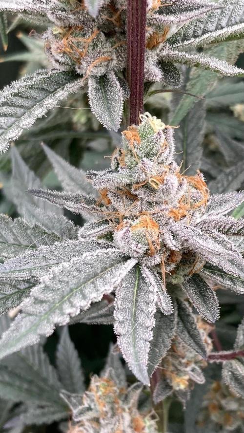 Atomic Jelly#2 (In House Genetics). Week 10