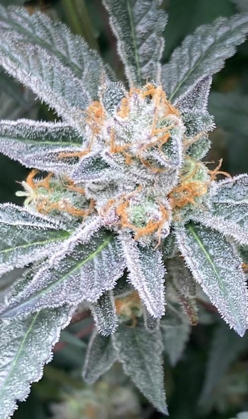 Atomic Jelly#2 (In House Genetics). Week 10