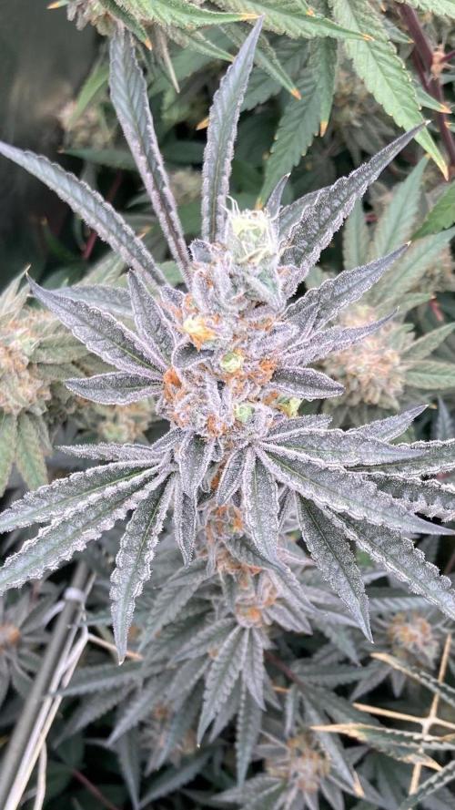 Atomic Jelly#2 (In House Genetics). Week 10