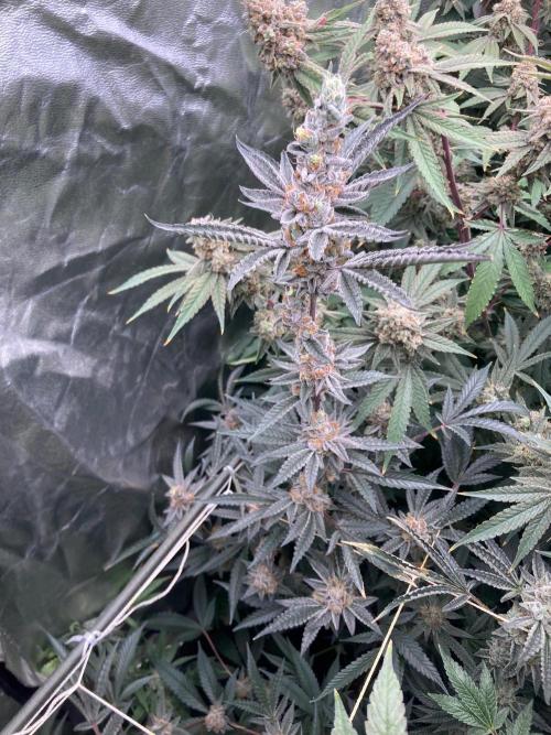 Atomic Jelly#2 (In House Genetics). Week 10