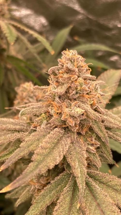 GasQuake (In House Genetics). Week 24