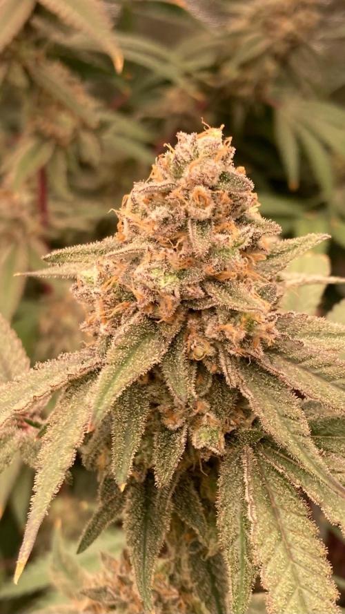 GasQuake (In House Genetics). Week 24