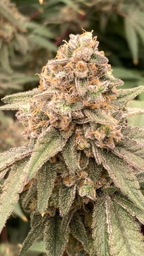 GasQuake (In House Genetics). Week 24