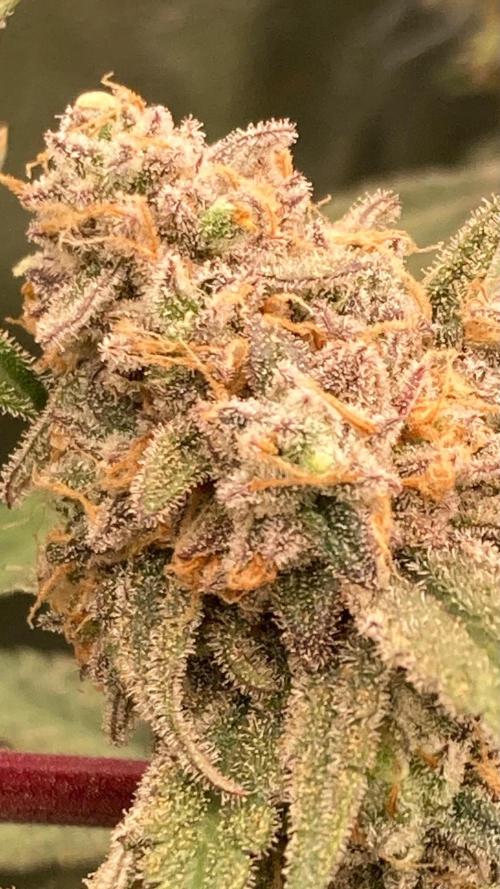 GasQuake (In House Genetics). Week 24