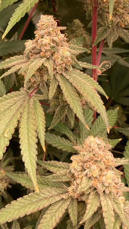 GasQuake (In House Genetics). Week 24