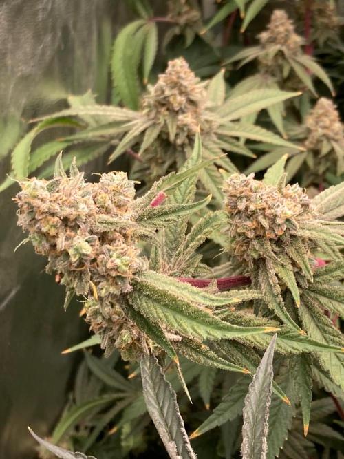 GasQuake (In House Genetics). Week 24