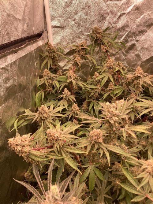 GasQuake (In House Genetics). Week 24
