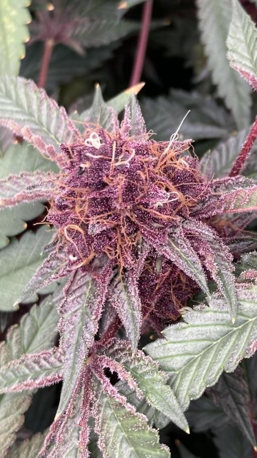 Pora’s Purple CN#6 (Relentless Genetics). Week 10