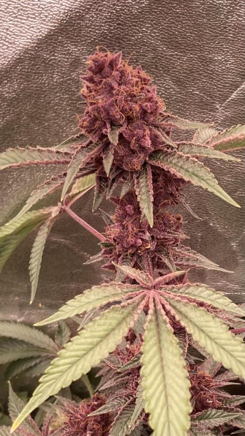 Pora’s Purple CN#6 (Relentless Genetics). Week 10