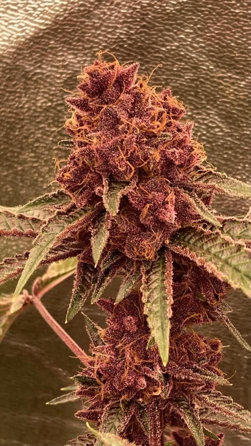 Pora’s Purple CN#6 (Relentless Genetics). Week 10