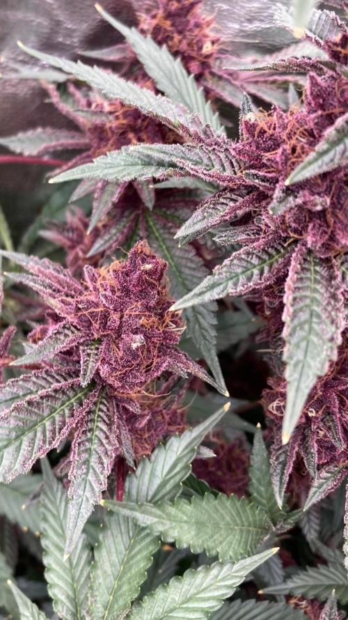 Pora’s Purple CN#6 (Relentless Genetics). Week 10