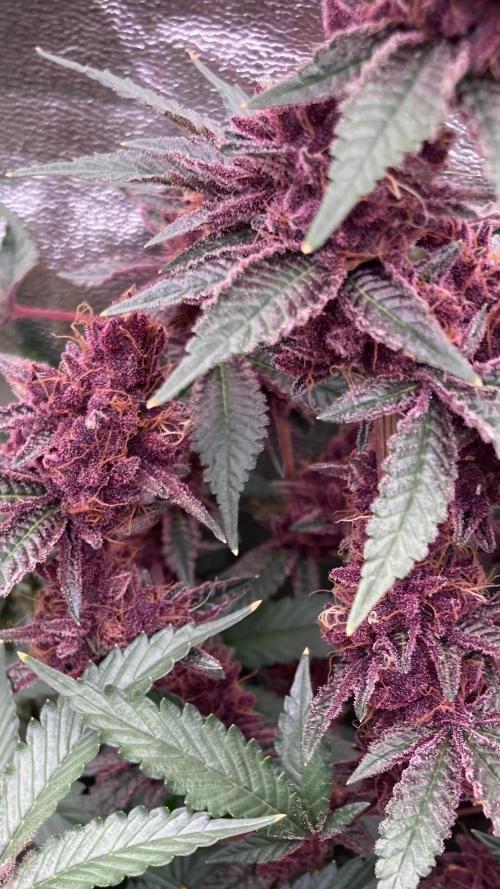 Pora’s Purple CN#6 (Relentless Genetics). Week 10